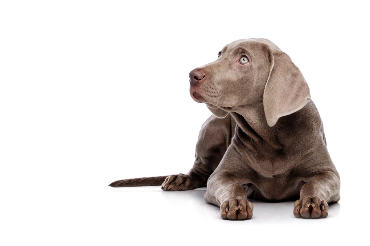 the beautiful Weimaraner